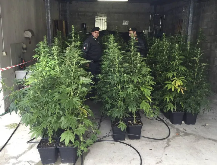 Il laboratorio clandestino dove venivano coltivati ingenti quantitativi di marijuana