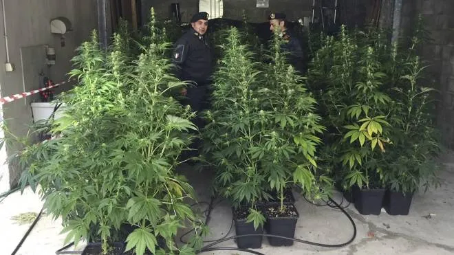 Il laboratorio clandestino dove venivano coltivati ingenti quantitativi di marijuana