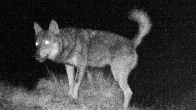 Uno dei lupi avvistati nei territori montani anche della Lombardia