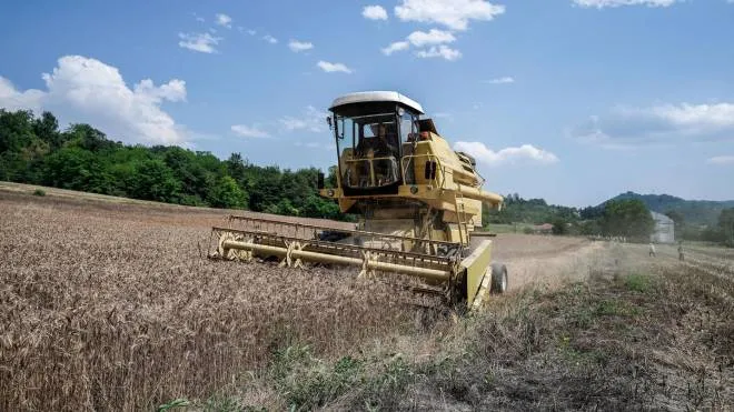 La trebbiatura del grano nelle colline del chivassese in provincia di Torino, per contrastare la crisi del grano. 4 luglio 2022 ANSA/JESSICA PASQUALON