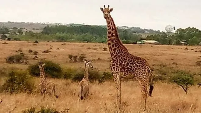 (DIRE) Roma, 19 lug. - "Benvenuto pieno d'amore" per le giraffe maasai gemelle: ad annunciarne la nascita