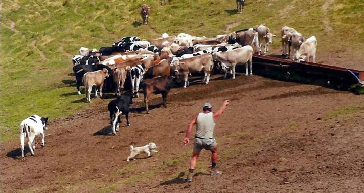 Ad adottare le mucche sono soprattutto i bambini