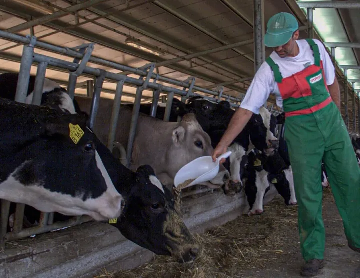 In questa estate le riduzioni della produzione di latte avrebbero raggiunto punte del -30 o -40% rispetto alla primavera