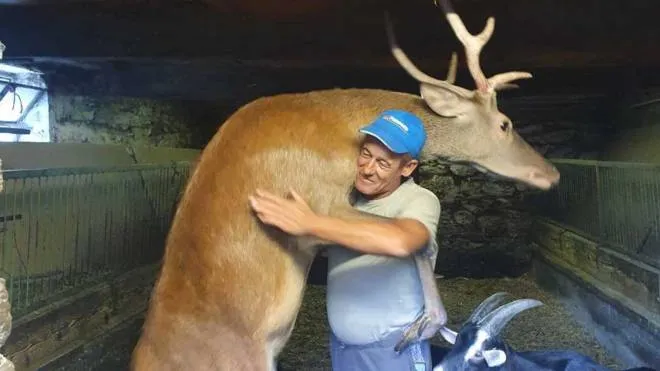 Giovanni Del Zoppo abbraccia Bambi il giovane cervo trovato appena nato in un bosco due anni fa e adottato da tutta la famiglia A settembre l’animale verrà prelevato dalla Polizia provinciale