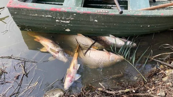 Alcuni pesci morti al laghetto del Campello lungo l'Adda a Brivio