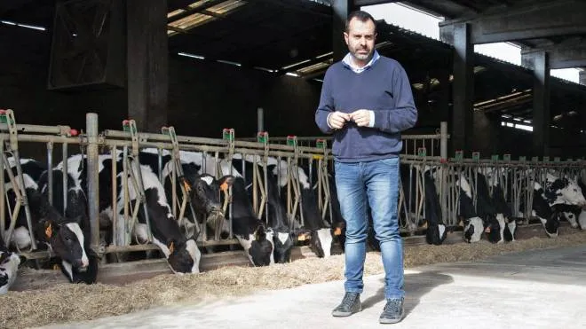 Paolo Maccazzolla nel suo allevamento di vacche “frosone“ a Settimo Milanese