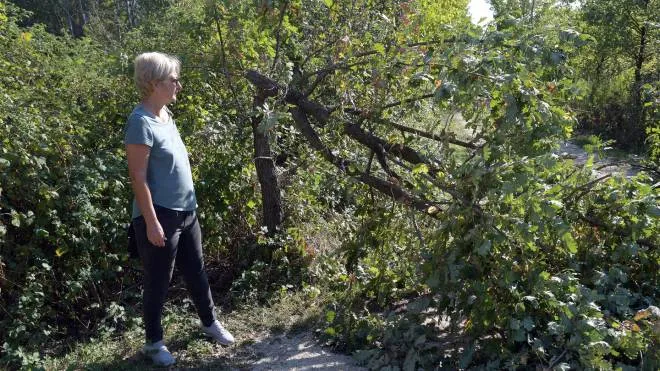Uno dei quattro alberi tagliati da ignoti vandali: "Grave danno alla biodiversità"