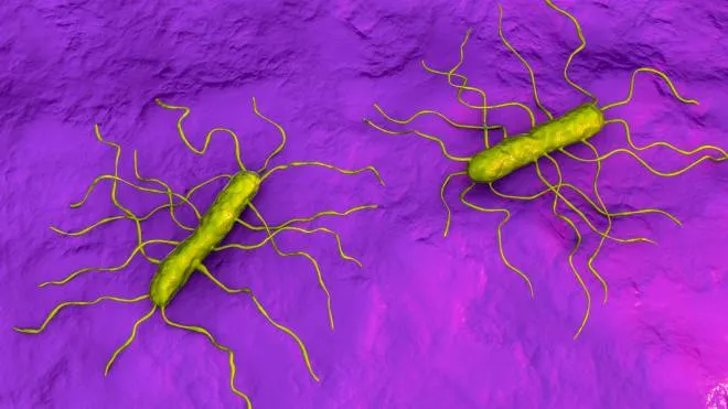 Listeria monocytogenes, Gram-positive bacterium with flagella that causes food-borne infection listeriosis, and also meningitis and sepsis, 3D illustration