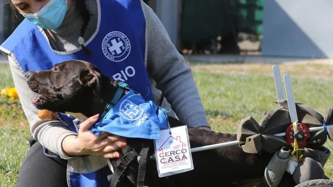 I volontari del rifugio Enpa di San Damiano a Monza ospitano e si prendono cura di circa 60 cani