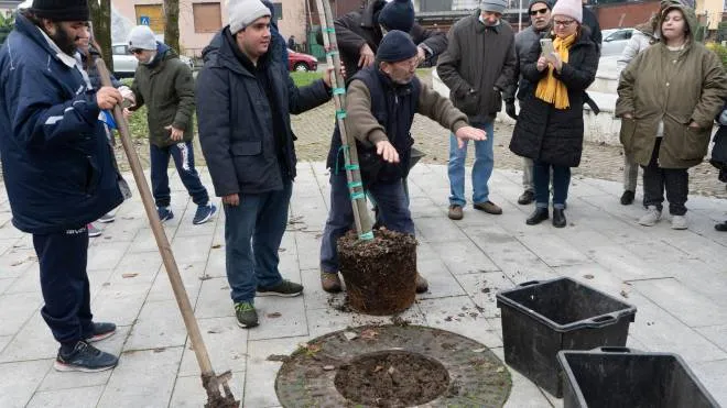 La posa dei 26 alberi donati dalla cooperativa sociale Il Germoglio al Comune di Cassina per celebrare i primi 26 anni di attività