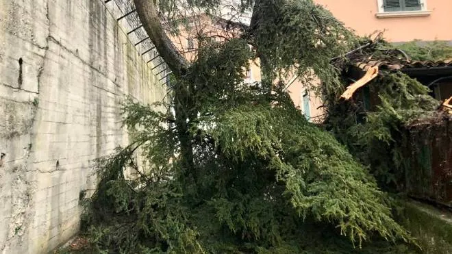 L'albero caduto