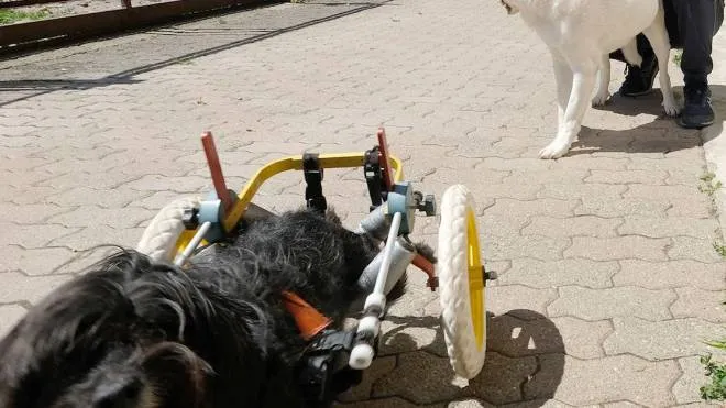 Franco Crippa con due dei suoi 7 cani Ormai l’accoglienza di animali sfortunati è diventata un lavoro a tempo pieno