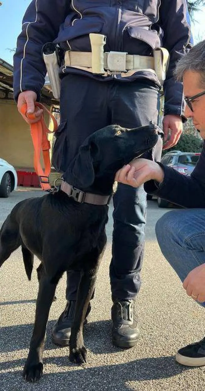 Il labrador Zorro presto aiuterà la polizia locale di Gallarate nella lotta allo spaccio di droga