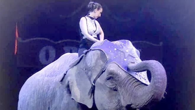 Uno spettacolo con elefanti, il circo a Villasanta ha debuttato ieri