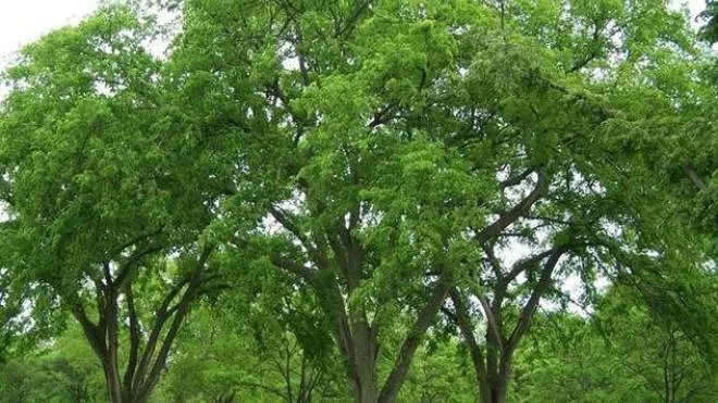 Un gruppo di olmi. Una società privata chiede di abbatterne 10 perché le foglie di questi alberi in. una proprietà comunale intasano le gronde altrui