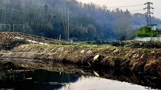Polemica per diversi tagli boschivi effettuati lungo gli argini del fiume Olona in località Solbiate Fagnano e Gorla Minore