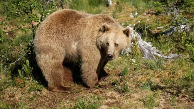 E6MNY6 European brown bear (Ursus arctos) captive, Norway orso