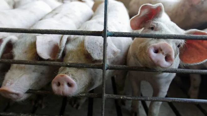 FILE - Hogs poke their snouts through a fence at a farm in Buckhart, Ill. on June, 28, 2012. There's extensive evidence that pigs are as smart and sociable as dogs. (AP Photo/M. Spencer Green, File)