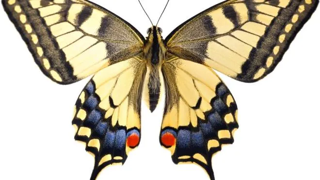 Fachin farfalla macaone Old World Swallowtail (Papilio machaon) butterfly on a white background ISTOCKPHOTO