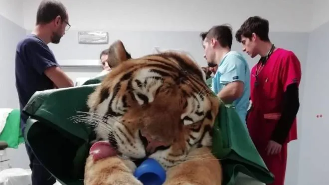 Una tigre siberiana operata nella clinica di Lodi