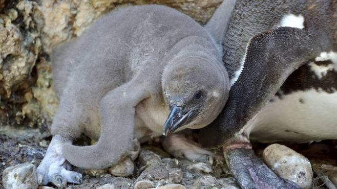 Il piccolo pinguino di Humboldt