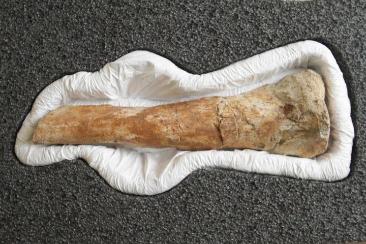Un osso del Saltriovenator (Newpress)