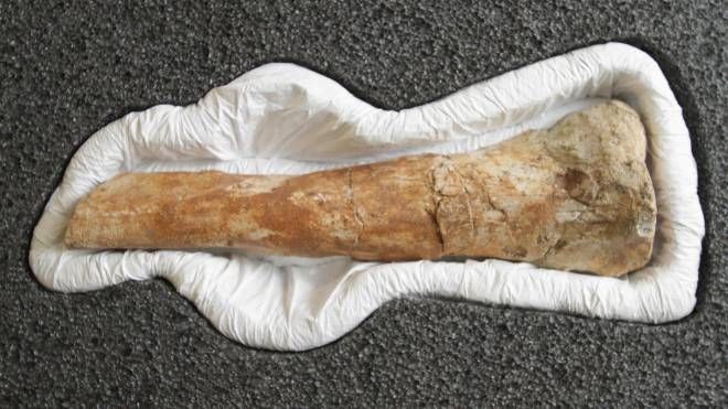 Un osso del Saltriovenator (Newpress)