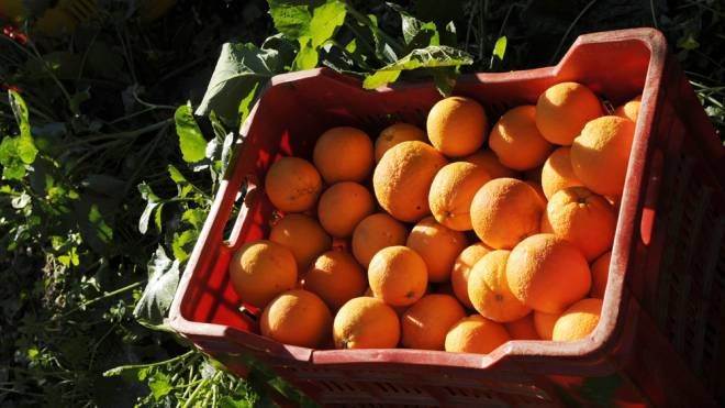 Un cesto di arance – Foto: SCIALFA/Olycom