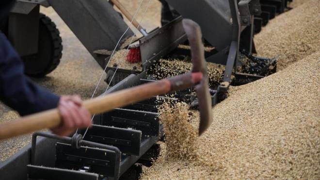 Il grano ucraino è bloccato da settimane nei porti