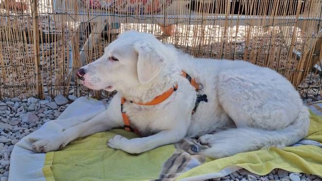 Particolare attenzione ai cani dal manto bianco, sono i più soggetti agli eritemi solari
