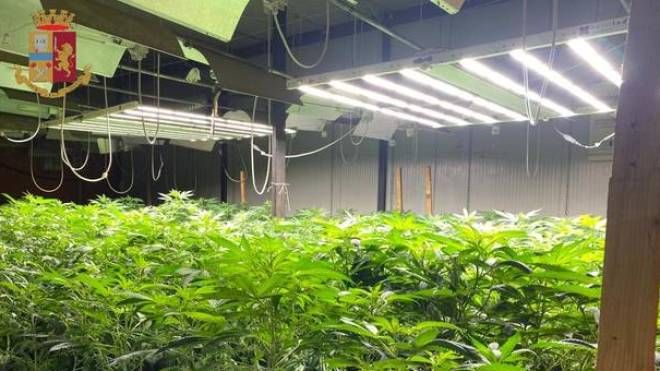 Le piante di marijuana (foto polizia)