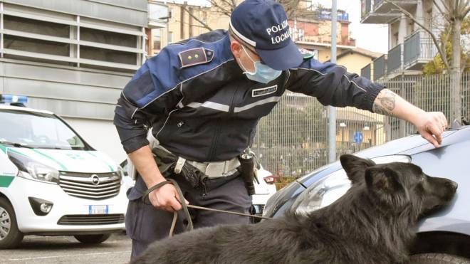 Tenai, il cane antidroga della Polizia locale di Bergamo