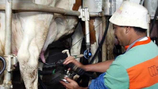 La mungitura: in Lombardia le mucche sono 1,5 milioni secondo Coldiretti