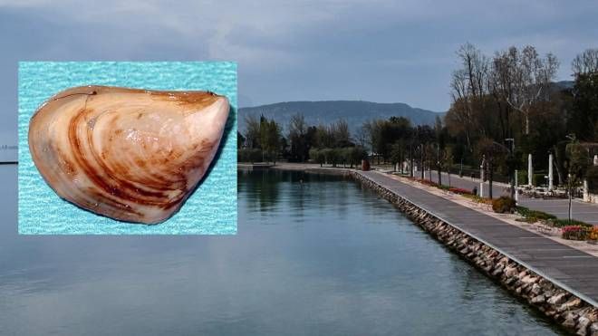  Dreissena bugensis, comunemente detta 'quagga mussel' scoperta nel lago di Garda