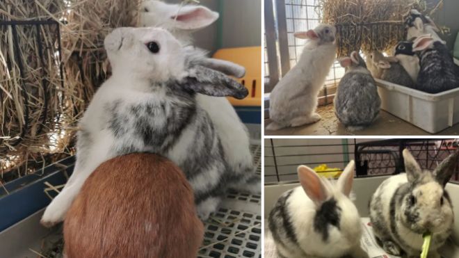 I conigli domestici recuperati dall'Enpa (fonte: sito Enpa)
